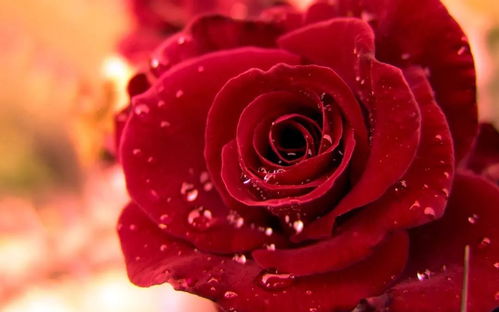 玫瑰:女书人——盛开在江永的玫瑰