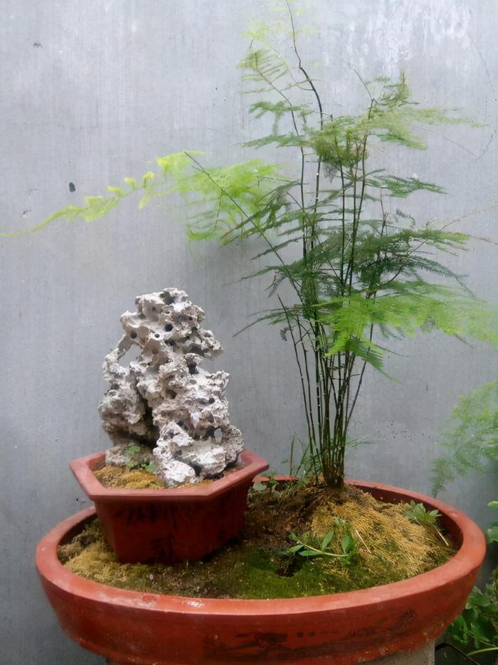 室内盆栽文竹怎么养,室内盆栽文竹怎么养护和管理