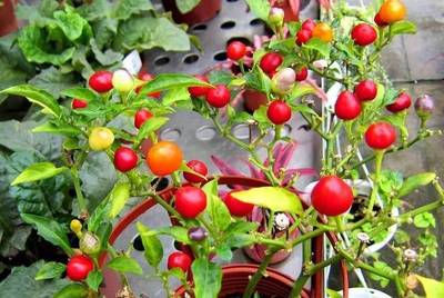 紫彩椒盆栽,彩椒盆栽的养殖方法