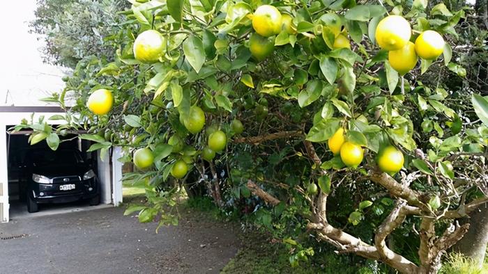 如何种柠檬盆栽,如何种柠檬盆栽视频