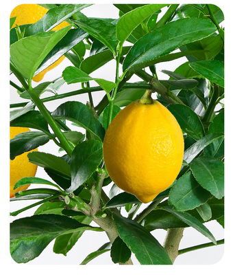 柠檬盆栽图,柠檬盆栽种植方法图解