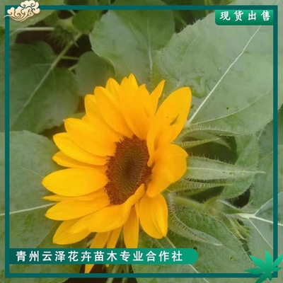 盆栽向日葵是一年生植物吗,盆栽向日葵生长周期