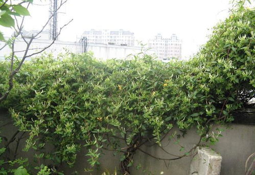 金银花盆栽能在阳台上[金银花盆栽可以放阳台吗]