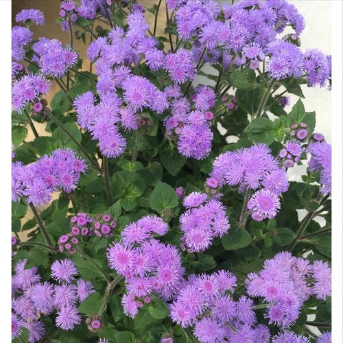 什么紫色花适合花盆栽[有什么紫色的花能在家里种]