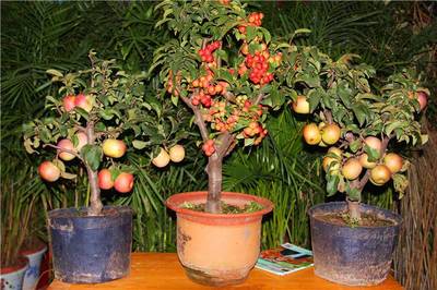 盆栽果树技巧与方法,盆栽果树种植方法和注意事项