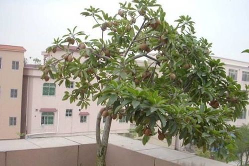 盆栽果树怎么养才能又大又甜呢图片,盆栽果树种植技术
