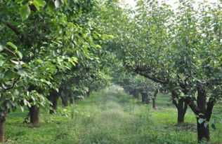 盆栽果树种植技术与管理论文,盆栽果树养殖技术
