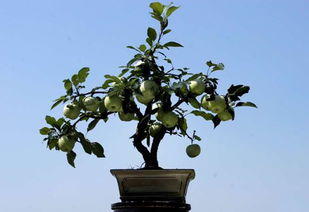盆栽果树的造型图片欣赏玫瑰修剪摆件视频,果树盆景造型