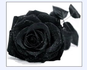 关于黑玫瑰对黑玫瑰粤语版的信息