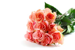 玫瑰花几朵花语,玫瑰花几朵代表爱情