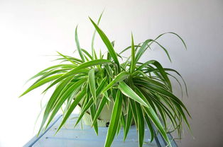 富贵竹能净化空气除甲醛吗,家里除甲醛最好的植物