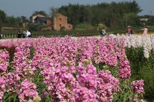 鲜花盛开的村庄全集在线观看,鲜花盛开的村庄第2十集