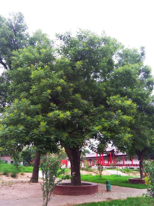 槐树为什么叫国槐,国槐为什么是北京市树