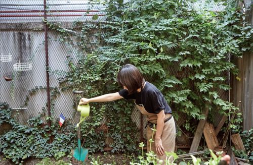 迷迭香盆栽的养殖方法,迷迭香怎样种植
