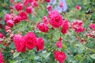玫瑰的品种名称及图片,玫瑰的品种名称及图片英文
