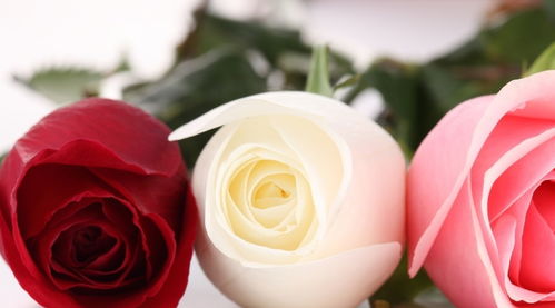 12种不同颜色的玫瑰花图片,不同颜色的玫瑰有不同的花语