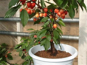 桔子树盆栽养殖方法,橘子树盆栽怎么种植
