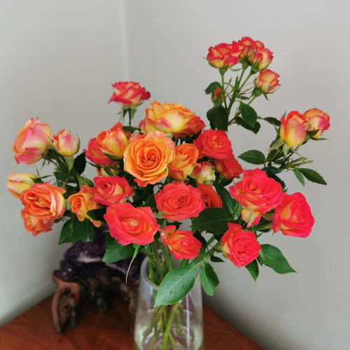 最漂亮的玫瑰花品种,最漂亮的玫瑰花品种图片