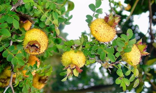 麻栎树果实怎么吃,麻栎树果子的功效与作用