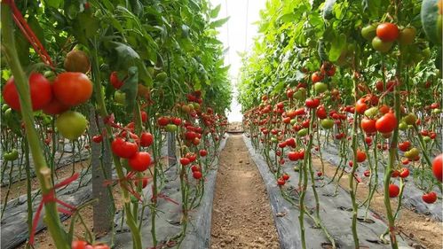西红柿种植时间,西红柿种植时间在几月