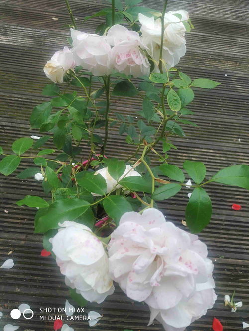 粉色边缘白色花瓣是什么玫瑰,白色粉边玫瑰是什么品种