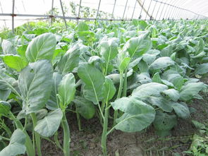 芹菜种植技术和种植时间,芹菜种植技术和种植时间南方