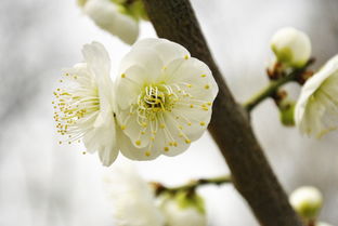 白兰花最有名的诗句,描写白兰花的诗句有哪些