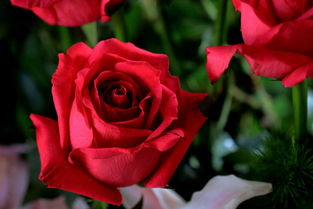 十九朵红玫瑰花代表什么花语,十九朵红玫瑰花的花语