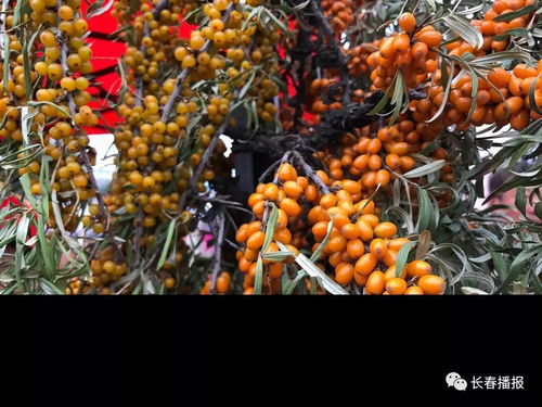 上海市花市树,上海花市场