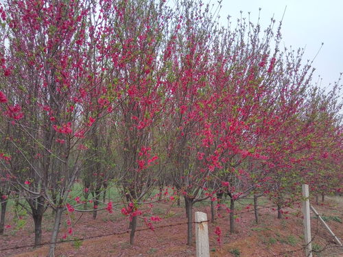 红叶海棠树,红叶海棠树介绍