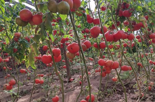 种植西红柿怎样管理,种植西红柿的注意事项