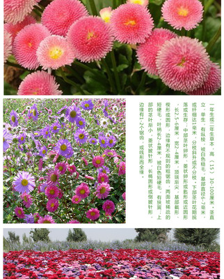 翠菊种子的种植方法和时间,翠菊种子的种植方法和时间图片
