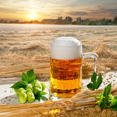 啤酒花的功效与作用,啤酒花在啤酒酿造中的作用