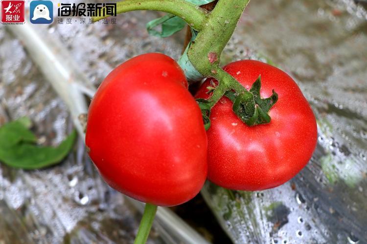 草莓西红柿种植技术,草莓西红柿的种植方法和管理技术