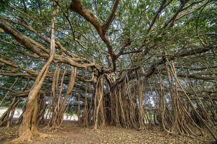 印度榕树,印度榕树盆景怎么养