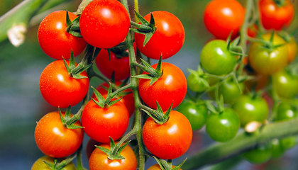 西红柿的种植和修剪,西红柿的种植和修剪方法视频