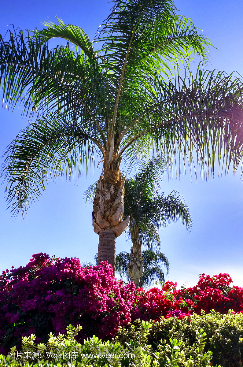 棕榈树的种类及图片,棕榈树的特点和用途是什么