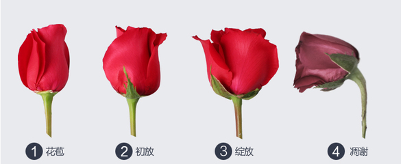 11朵玫瑰花什么意思?,11朵玫瑰花是代表什么意思