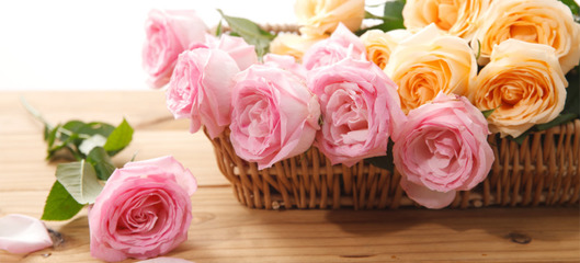 玫瑰花的花语代表什么,玫瑰花的花语什么意思