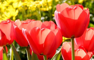 郁金香花语代表什么意思,郁金香的花语含义