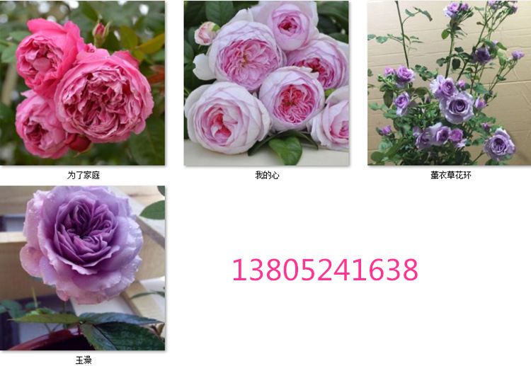 玫瑰花跟月季花的区别,玫瑰花和月季花有区别吗