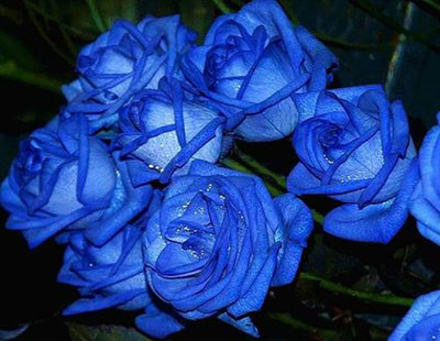 蓝色妖姬玫瑰花的花语,蓝色妖姬玫瑰花的花语和寓意