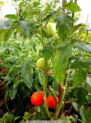 西红柿种植技术视频教程,西红柿的种植技术视频农广天地