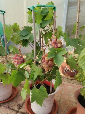 盆栽葡萄的种植技术视频,盆栽葡萄的种植方法和技术视频