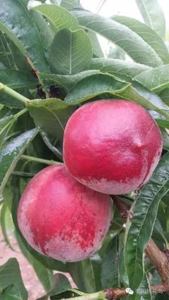 10亩桃树一年利润多少,每亩桃树收益