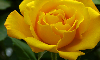 黄玫瑰代表什么意思百度知道,黄玫瑰什么含义?