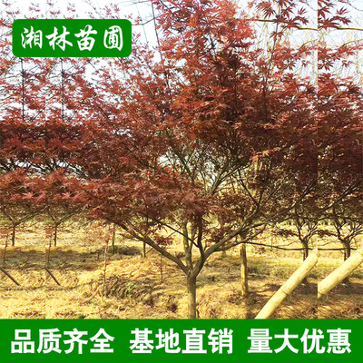 红枫树种子种植方法,红枫树种子的育苗方法