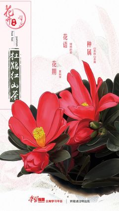 红山茶花花语,红山茶花花语象征与寓意