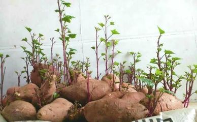 水培红薯,水培红薯的种植方法