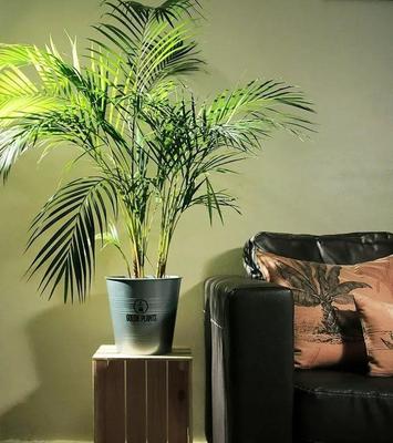 客厅最好养的植物排名,客厅最好养的大植物